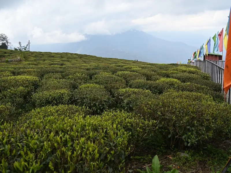 New Jalpaiguri to Sikkim Tea Gardens Cab